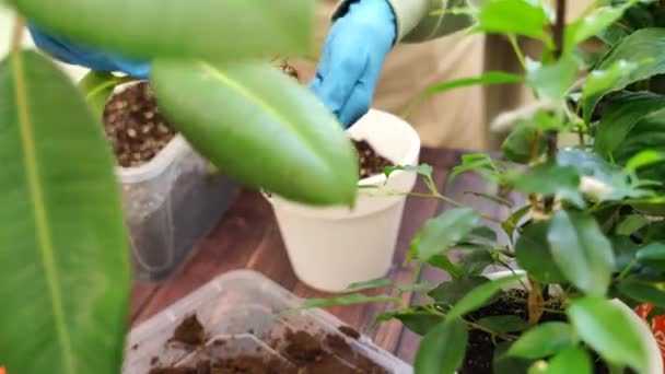 Gardener Mulher Transplantes Fikus Casa Plantas Jardim Novos Vasos Para — Vídeo de Stock