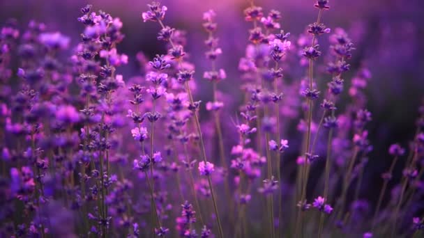 라벤더 보라색 꽃입니다 유기농 — 비디오