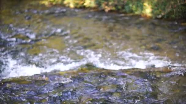 Flowing River Overcomes Log Clear Day Natural River Flow Obstacle — Video Stock