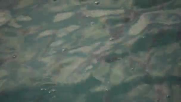 Een Kudde Mulletvissen Het Wateroppervlak Slokt Lucht — Stockvideo