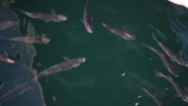 水面上成群结队的贻贝吞没了空气 — 图库视频影像