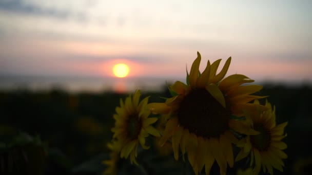 Slunečnicové Pole Záběr Zblízka Žluté Květy Slunečnice Plantáže Kvetoucí Létě — Stock video