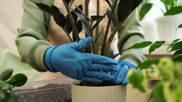 Gardener Menina Transplantes Zamiokulkas Corvo Plantas Jardim Novos Vasos Para — Vídeo de Stock