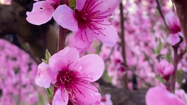 Pfirsichbäume Garten Blühen Großaufnahme Gartenlandschaft Sonniger Tag Pfirsichbaum Blüht Auf — Stockvideo