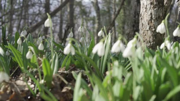 Weiße Schneeglöckchen Vorfrühling Wald Schöne Aufnahmen Von Galanthus Gemeinhin Als — Stockvideo