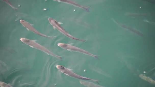 水の表面にボラの魚の群れは 空気を飲み込む — ストック動画