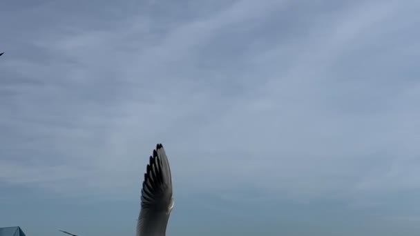 Чайки Летять Блакитному Небі Повільно Рухаючись — стокове відео