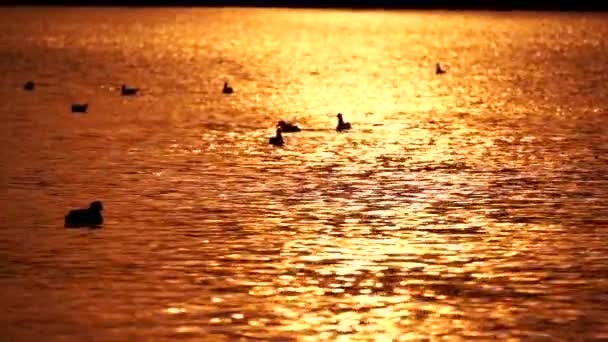 一群白色的野生海鸥飞在海面上 一群海鸥在海里休息 Hlg 2020 — 图库视频影像