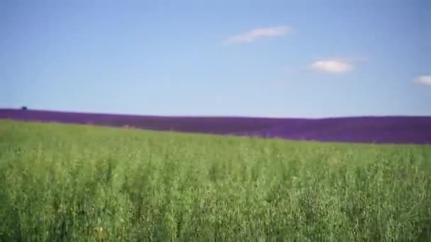 Hafer Landwirtschaftliche Feld Ansicht Mit Einem Lavendelfeld Hintergrund Ländlicher Raum — Stockvideo