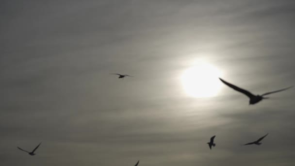 シーガルは太陽の空を眺めている シーガルのシルエットは ゆっくりとした動きで太陽の背景に飛ぶ — ストック動画