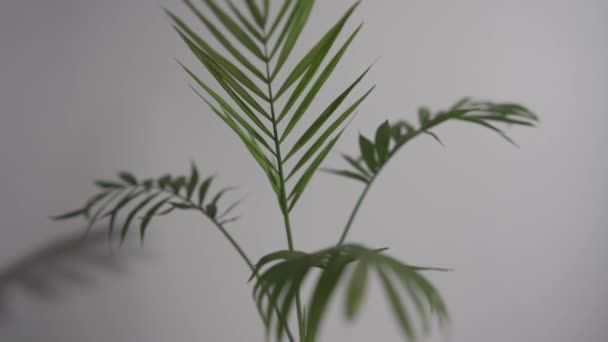 Chamaedorea Elegans Palm Izolované Bílém Pozadí Rotující Listy Stonky Chamedorea — Stock video