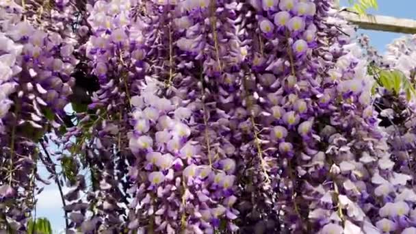 Flor Wisteria Sinensis Con Perfumadas Flores Clásicas Color Púrpura Plena — Vídeos de Stock
