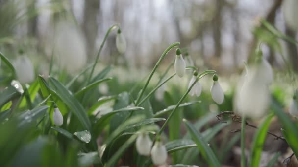 Fehér Hóvirág Kora Tavasszal Erdőben Gyönyörű Felvételek Galanthus Közismert Nevén — Stock videók