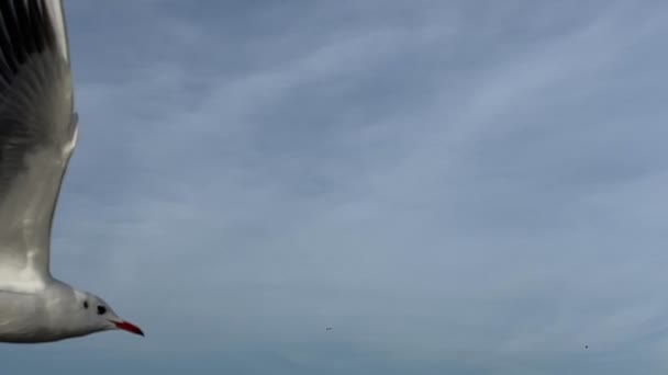 Γλάροι Πετούν Στον Γαλάζιο Ουρανό Αργή Κίνηση — Αρχείο Βίντεο