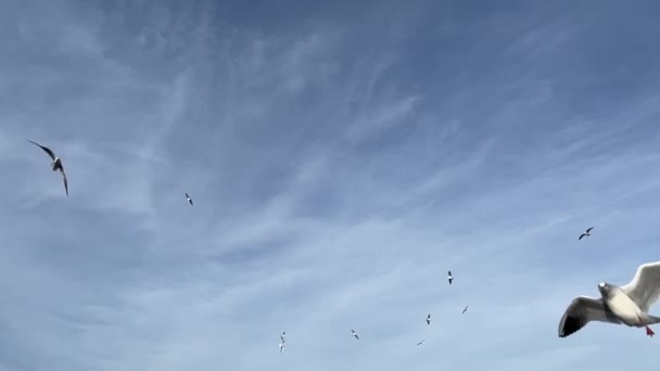 Seagulls Flying Blue Sky Slow Motion — Vídeo de stock