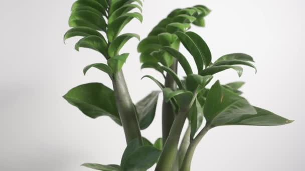 Zamiokulkas Zamiifolia Növények Elszigetelt Fehér Alapon Forgó Levelek Szárak Zamiokulkas — Stock videók