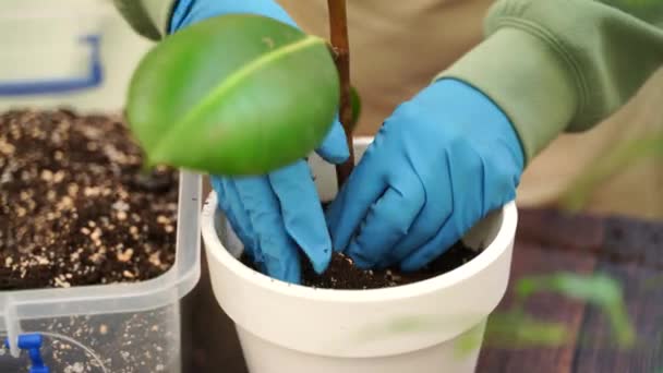 Gardener Woman Transplants Fikus Home Garden Plants New Pots More — Stock Video