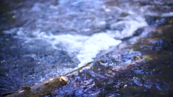 Flowing River Overcomes Log Clear Day Natural River Flow Obstacle — Stockvideo