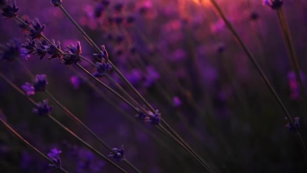Схід Сонця Лаврському Полі Захід Сонця Освітлює Квітучі Поля Лаванди — стокове відео