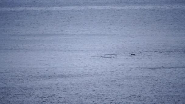 Delfiner Öppet Hav Utför Hopp Simmar Fångar Fisk Fånga Delfiner — Stockvideo