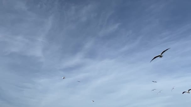 Seagulls Flying Blue Sky Slow Motion — Vídeo de stock