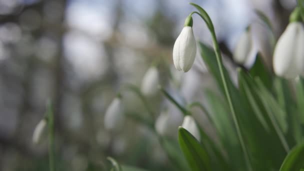 Nieves Blancas Principios Primavera Bosque Hermoso Metraje Galanthus Comúnmente Conocido — Vídeo de stock