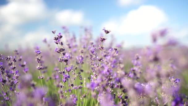 Virágzó Levendulamező Gyönyörű Lila Virágok Regionális Biogazdálkodás — Stock videók