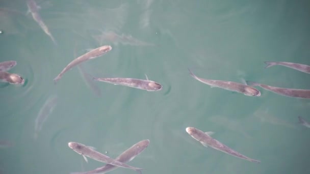 水面のマルレット魚の群れが空気を飲み込んでいる 4Kについて スローモーション — ストック動画
