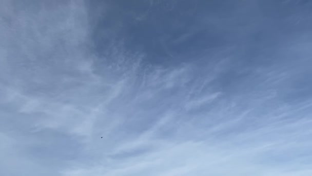Seagulls Flying Blue Sky Slow Motion — Stockvideo