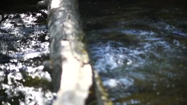 Flowing River Overcomes Log Clear Day Natural River Flow Obstacle — Stock videók