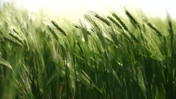 Agricultura Campo Verde Trigo Viento Balancea Trigo Campo Olas Cultivos — Vídeos de Stock