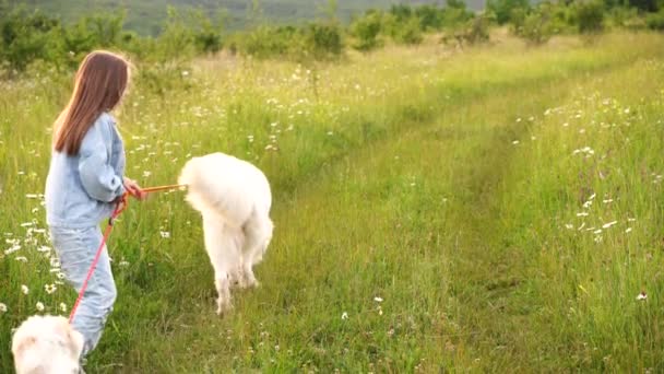 一个女孩带着两只白狗沿着小路奔向田野 她穿着蓝色斜纹棉布西服 一只狗是大马瑞玛牧羊犬 一只小狗是小猎犬 — 图库视频影像