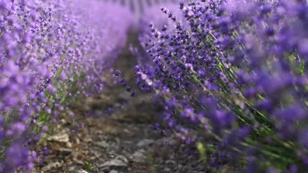 盛开的薰衣草地 美丽的紫色花朵 区域有机耕作 — 图库视频影像