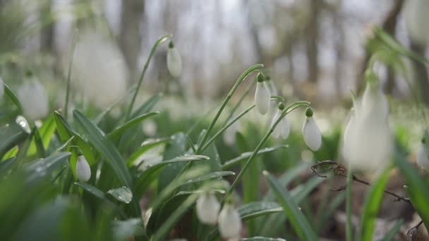 Lkbaharın Başlarında Ormanda Beyaz Kar Damlaları Galanthus Güzel Görüntüleri Yaygın — Stok video