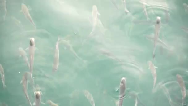 Rebanho Peixes Tainha Superfície Água Engolir — Vídeo de Stock