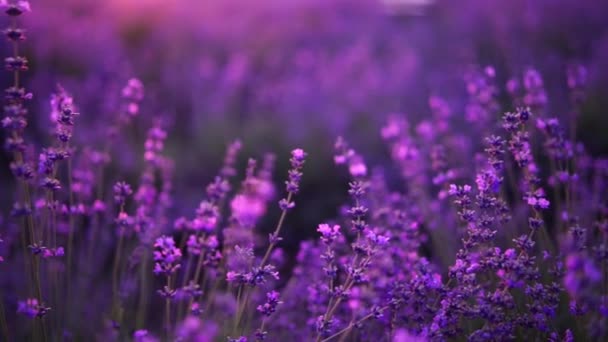 ブルーミングラベンダーフィールド 美しい紫の花 地域有機栽培について — ストック動画