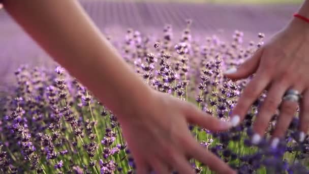 Lavendelhand Vrouwen Handen Aanraken Paarse Lavendel Bloemen Velden — Stockvideo