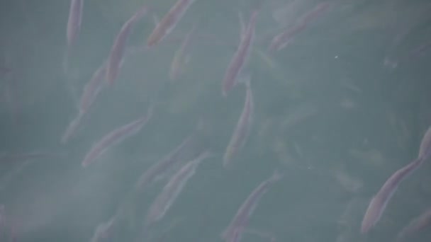 Flock Mullet Fish Surface Water Swallow Air Hlg 2020 — стокове відео