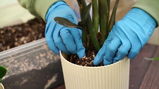 Gardener Girl Transplants Zamiokulkas Raven Home Garden Plants New Pots — Stock Video