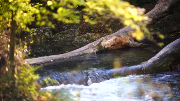 Autumn Forest River Flows Yellow Leaves Trees Bokeh Autumn Season — Vídeos de Stock