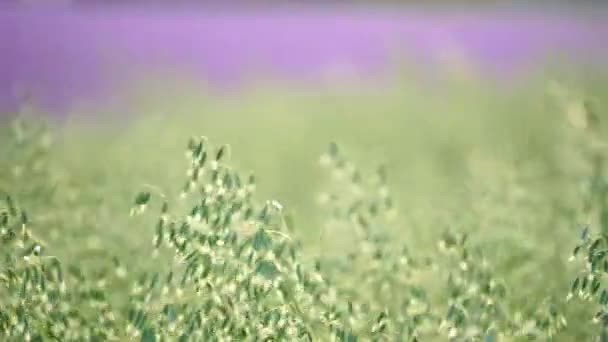 Zab Mezőgazdasági Terület Kilátás Levendula Mező Háttérben Vidéki Terület Illusztráló — Stock videók