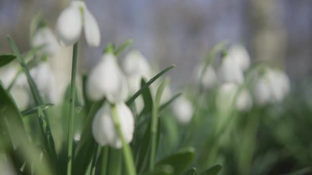Vita Snödroppar Tidigt Våren Skogen Vackra Bilder Galanthus Allmänt Känd — Stockvideo