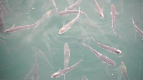 표면에 뽕나무 물고기의 무리는 공기를 삼킨다 4K입니다 슬로우 — 비디오