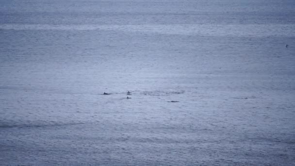 Delfiny Otwartym Morzu Wykonują Skoki Pływają Łowią Ryby Przechwytywanie Delfinów — Wideo stockowe