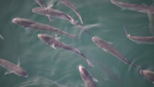 Σμήνη Ψαριών Από Κεχρί Στην Επιφάνεια Του Νερού Καταπίνουν Τον — Αρχείο Βίντεο