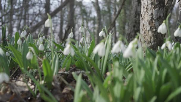 Nieves Blancas Principios Primavera Bosque Hermoso Metraje Galanthus Comúnmente Conocido — Vídeos de Stock