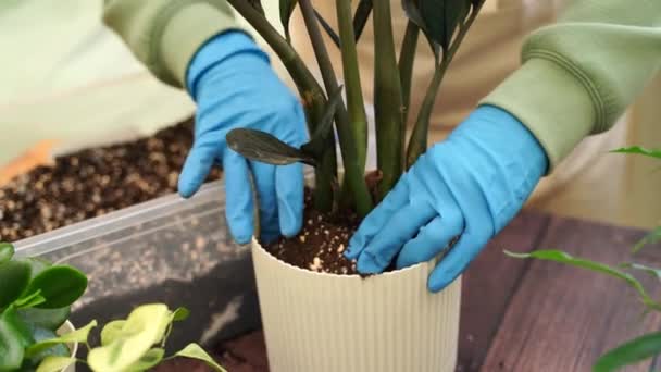 Gardener Menina Transplantes Zamiokulkas Corvo Plantas Jardim Novos Vasos Para — Vídeo de Stock