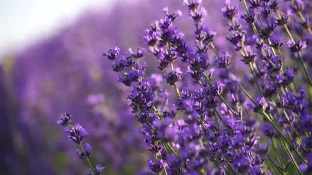 ブルーミングラベンダーフィールド 美しい紫の花 地域有機栽培について — ストック動画