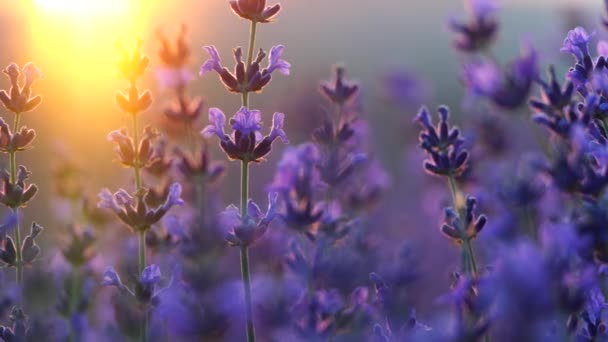 ラベンダーフィールドの日没 選択的な焦点 美しい紫色とボケのライトが施されたラベンダーの花の春の背景 プロヴァンス フランス クローズアップ — ストック動画