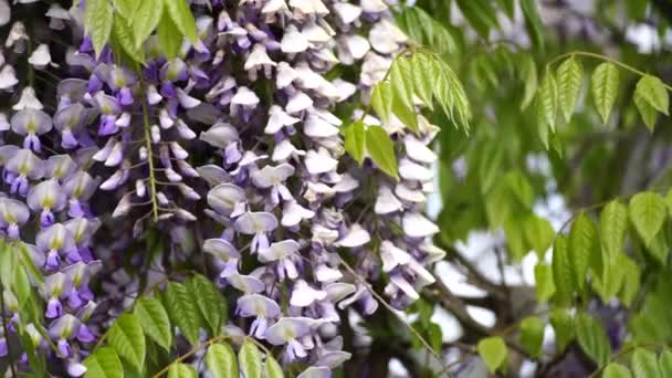 Kwitnąca Wisteria Sinensis Pachnącymi Klasycznymi Purpurowymi Kwiatami Pełnym Rozkwicie Wiszących — Wideo stockowe